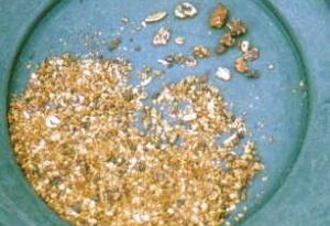 Gold in a gold sifting pan